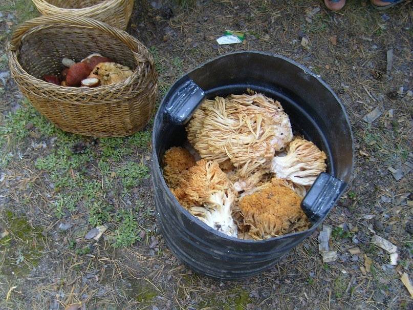 Оленьи рога гриб фото