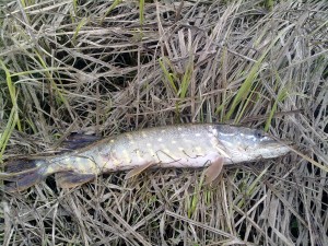 Отчет с рыбалке на реке Нёман Деревня Свержень