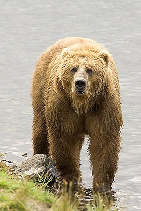 За медведями в Южно-Камчатском заказнике (Камчатский край) теперь можно понаблюдать в режиме онлайн