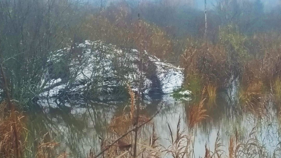 Хата бобра под снегом Хата бобра под снегом фото