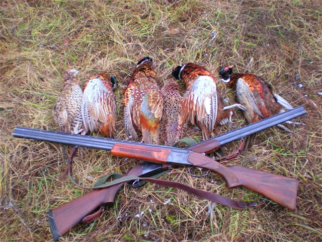 охота без оружия на фазана