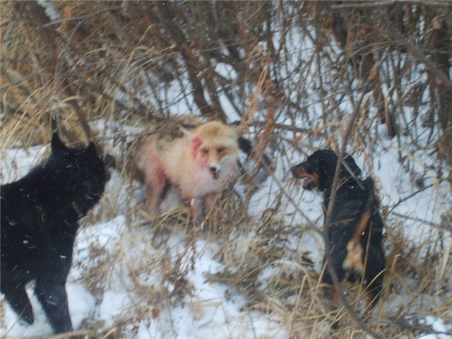 охота на лисицу с собак