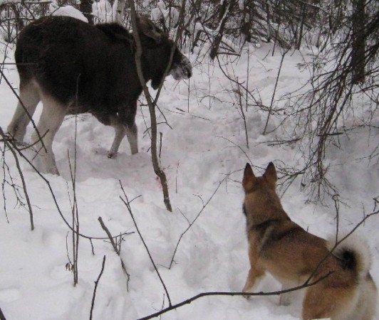 охота на лося с собаками