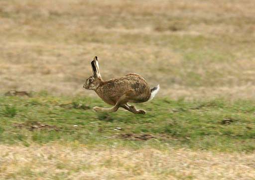охота на фазанов и зайцев