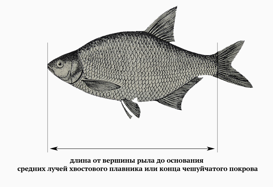 Рыбы Подмосковья Фото