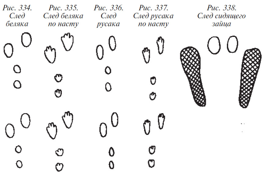 Следы зайца картинки для детей