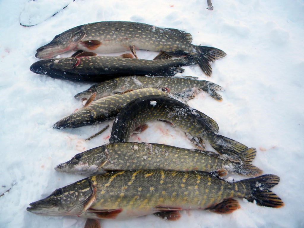 Река Каспля, Смоленская губерния. Рыбалка в марте