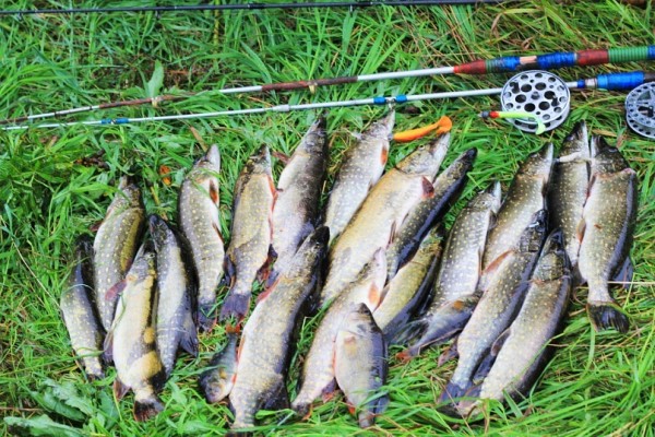 рыбалка на реке Каспля Смоленская область