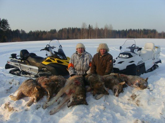 Охота на волка в Вологодской области