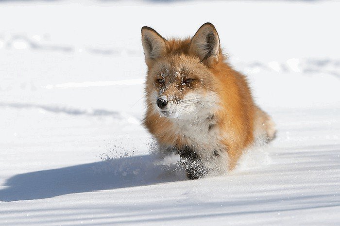Охота на лису зимой