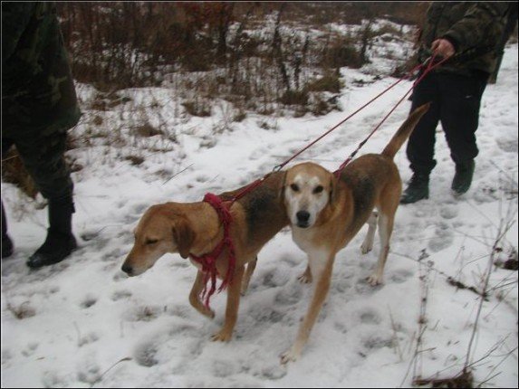 гончие собаки на снегу
