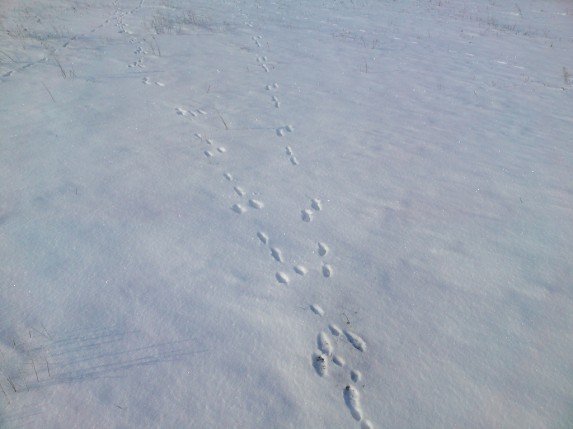 Учимся распутывать следы зайца на снегу или охота троплением