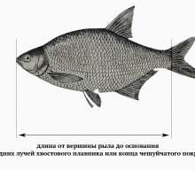 Актуальные на 2023 год правила рыбалки в Москве и Московской области