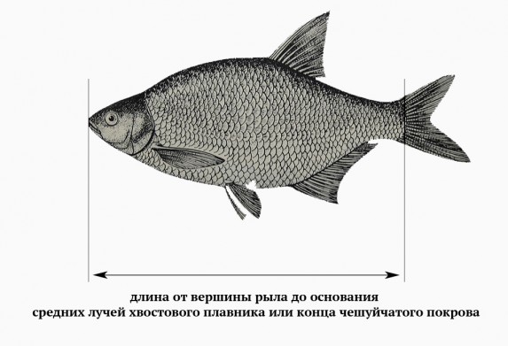 Как измеряется размер рыбы от вершины рыла (при закрытом рте) до основания средних лучей хвостового плавника.